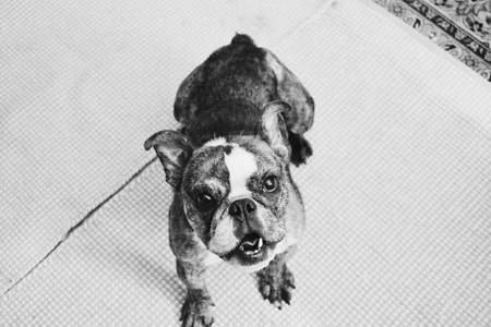 Entry image for Tillie. Clicking this image will show a larger photo