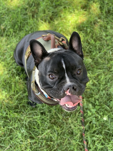 Entry image for Tito. Clicking this image will show a larger photo