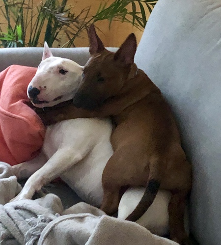 Entry image for Mochi The Mini Bull Terrier. Clicking this image will show a larger photo