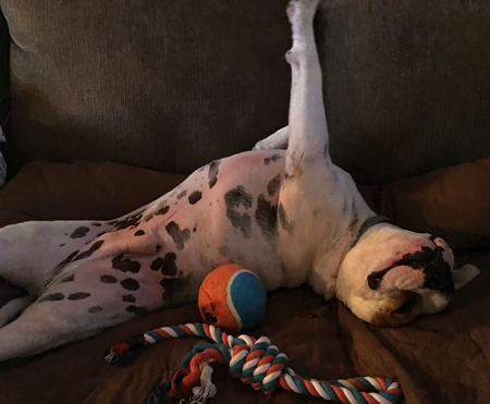 Entry image for Porkchop. Clicking this image will show a larger photo