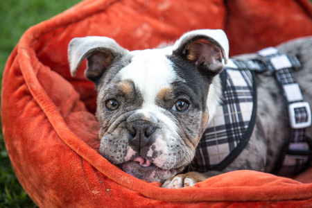 Entry image for Wilbert Brambles. Clicking this image will show a larger photo