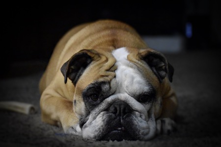 Entry image for Cutie. Clicking this image will show a larger photo