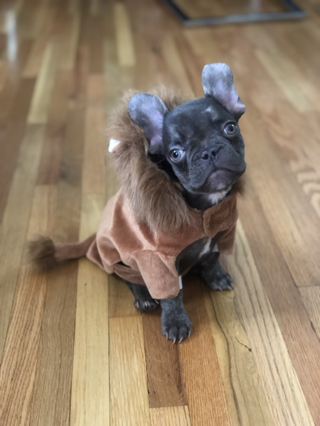 Entry image for Tiny Tommie. Clicking this image will show a larger photo