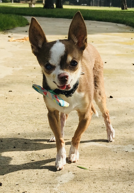 Entry image for Gizmo. Clicking this image will show a larger photo