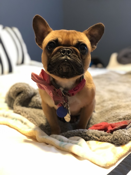 Entry image for Effie. Clicking this image will show a larger photo