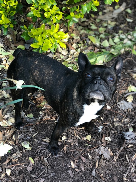 Entry image for Gigi . Clicking this image will show a larger photo