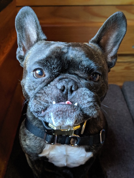 Entry image for Gizmo. Clicking this image will show a larger photo