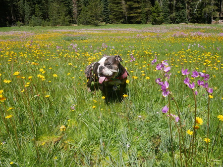 Entry image for Lolli. Clicking this image will show a larger photo