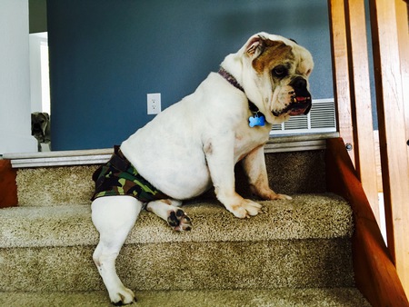 Entry image for Rex. Clicking this image will show a larger photo