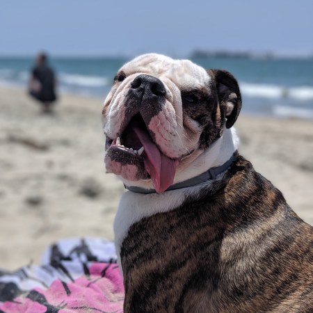 Entry image for Dexter . Clicking this image will show a larger photo