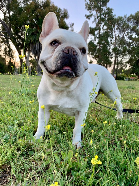 Entry image for Gizmo. Clicking this image will show a larger photo