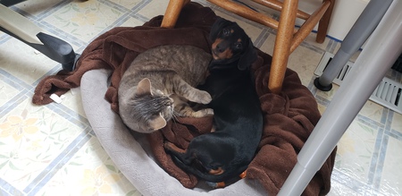 Molly-Dog & Sara-Cat