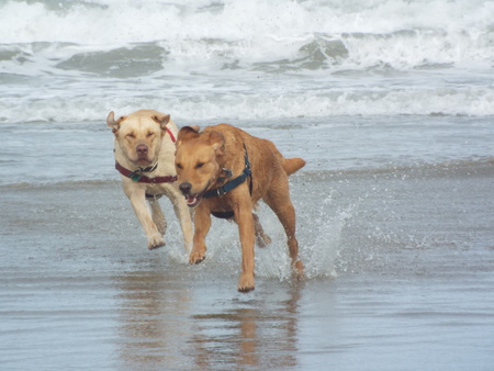 Bolt & Jasper