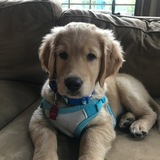 Entry image for Buddy