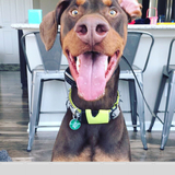 Entry image for Dexter