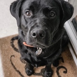 Entry image for Remington 