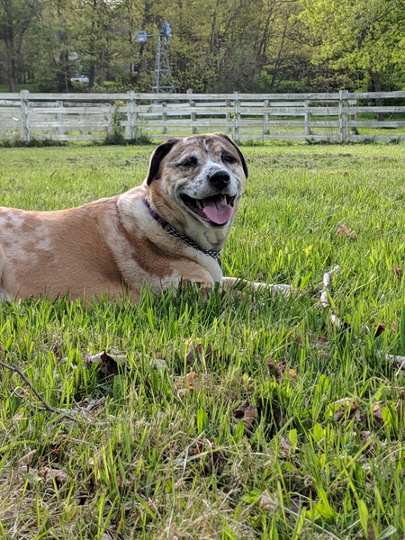 Entry image for Cooper. Clicking this image will show a larger photo