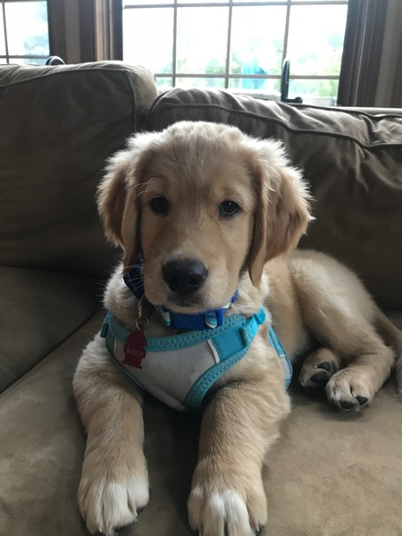 Entry image for Buddy. Clicking this image will show a larger photo