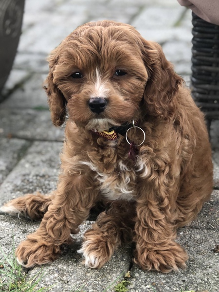 Entry image for Penny. Clicking this image will show a larger photo