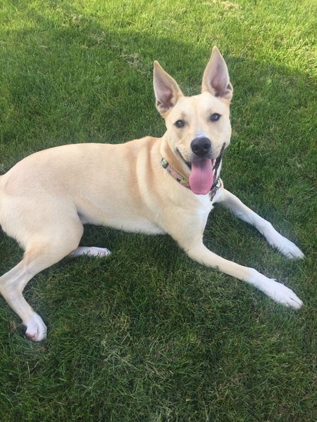 Entry image for Maisey. Clicking this image will show a larger photo