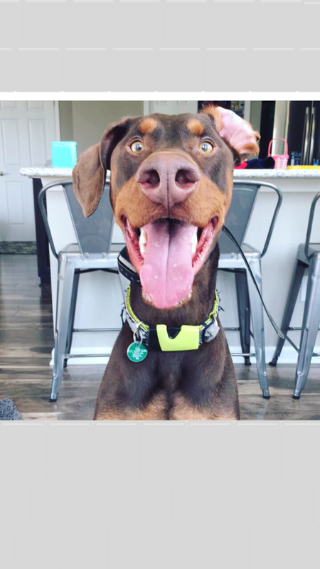 Entry image for Dexter. Clicking this image will show a larger photo