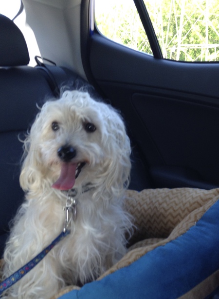 Entry image for Archie. Clicking this image will show a larger photo
