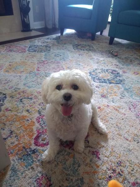 Entry image for Zoey. Clicking this image will show a larger photo