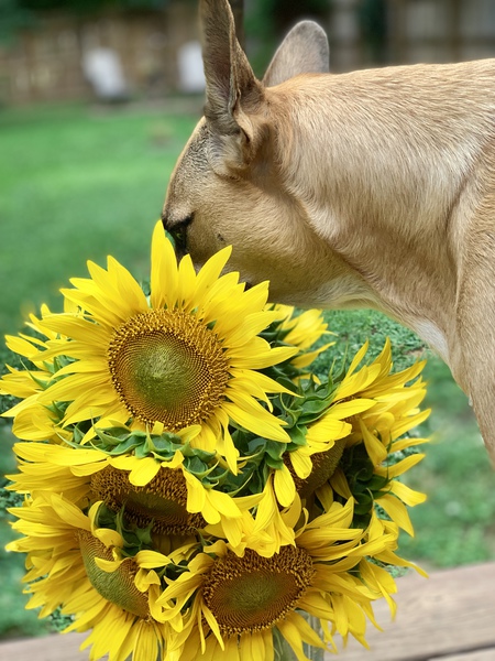 Piper