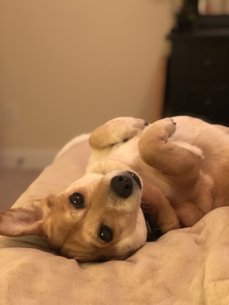 Boof