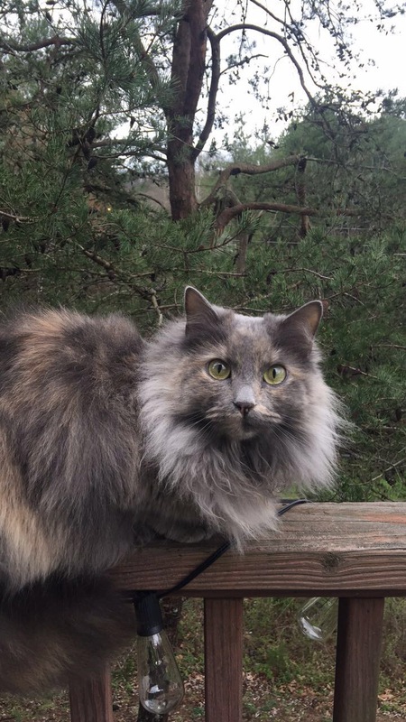 Delilah