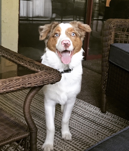 Canelo