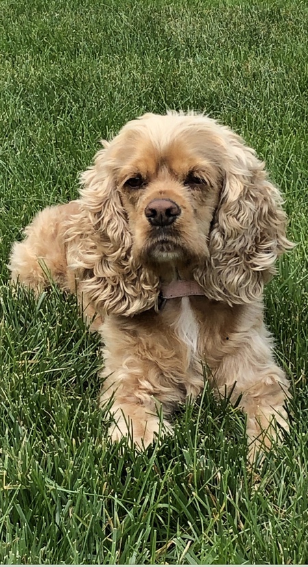 Layla