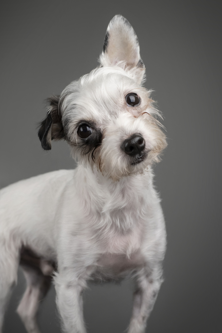 Mr. Peabody 
