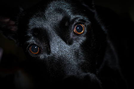 Kali