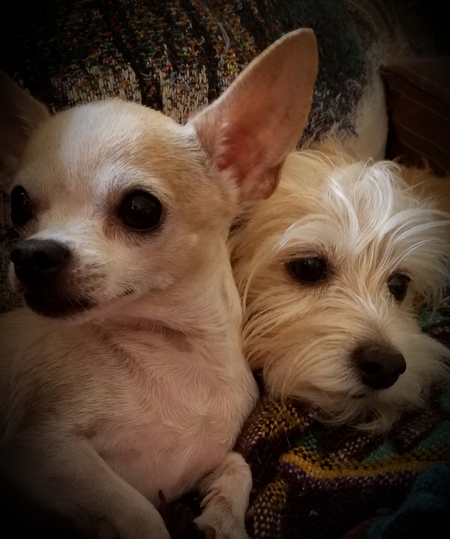 Gizmo & Gertie 