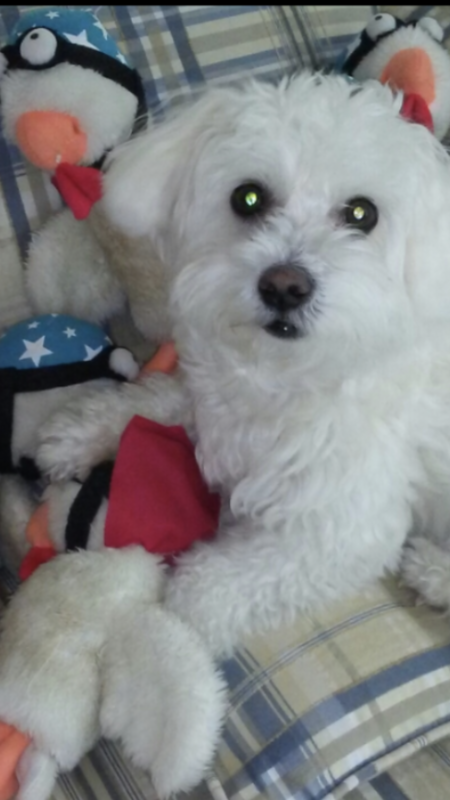 Cooper with his favorite toy, crowing roosters!