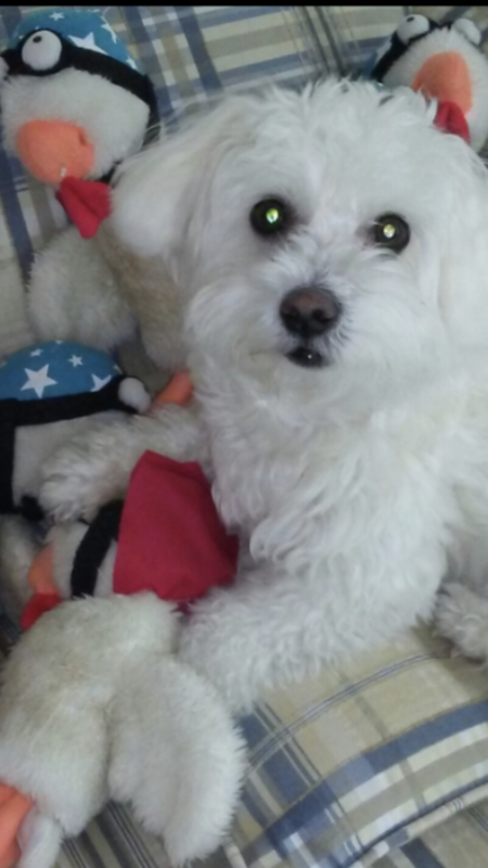 Cooper with his favorite toy, crowing roosters!