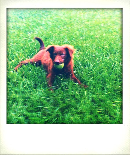 Harper