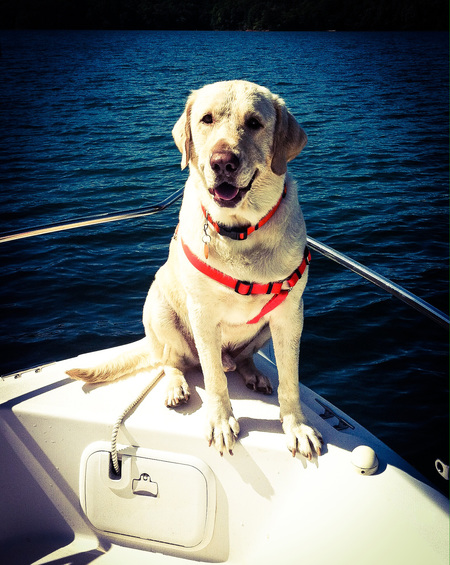Buddy