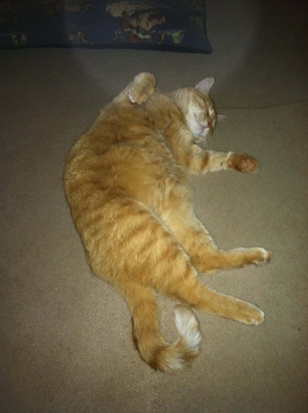Morris