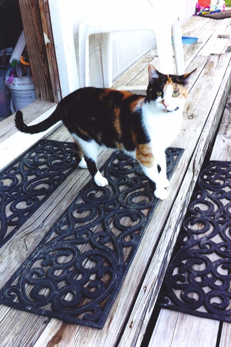 Callie