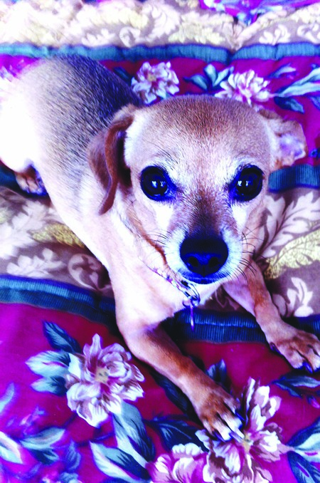 Bitsy