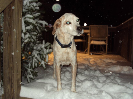 Daisy