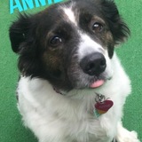 Entry image for Annie