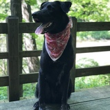 Entry image for Max (a.k.a. Maximillian