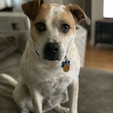 Entry image for Rex