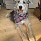 Entry image for Sprocket