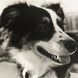 Entry image for Ali