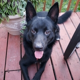 Entry image for Buddy