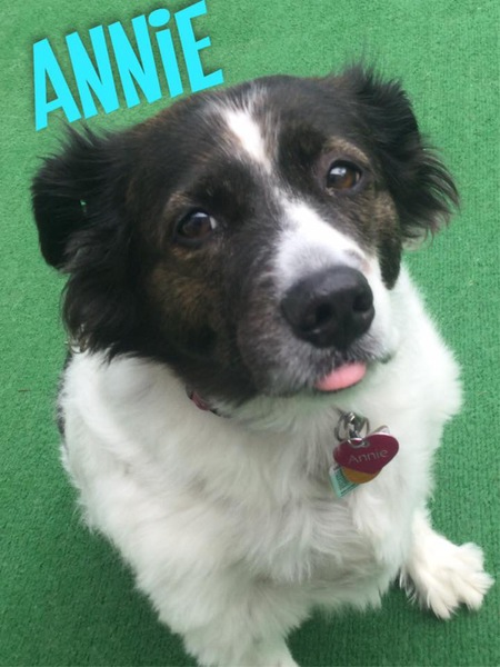 Entry image for Annie. Clicking this image will show a larger photo